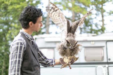 Virjinya baykuşu Virjinya baykuşu Bubo virginianus bir şahin avcısına yakın plan. Yüksek kalite fotoğraf