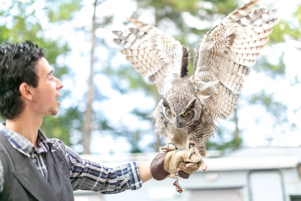 Virjinya baykuşu Virjinya baykuşu Bubo virginianus bir şahin avcısına yakın plan. Yüksek kalite fotoğraf