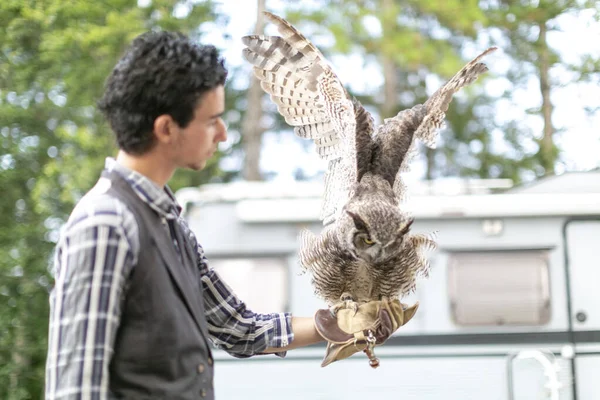 Virjinya baykuşu Virjinya baykuşu Bubo virginianus bir şahin avcısına yakın plan. Yüksek kalite fotoğraf