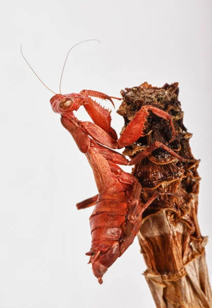 Mantis Religiosa Roja Valla Madera Foto Alta Calidad — Foto de Stock