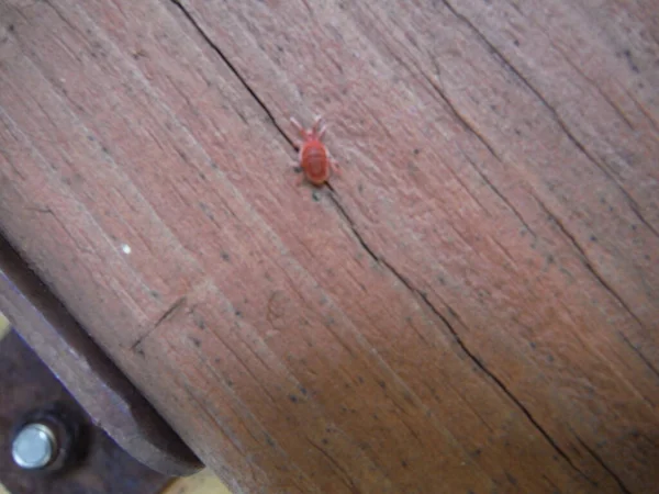 Tahta panelde kırmızı böcek var. Yüksek kalite fotoğraf