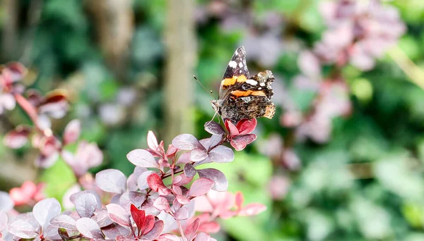 Italian Butterfly Vanessa Atalanta Red Admiral Flower High Quality Photo — ストック写真