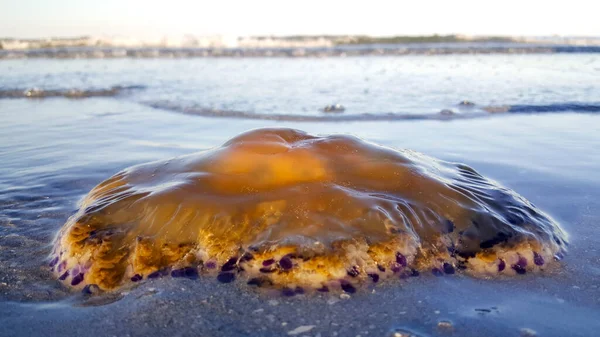 Cotylorhiza Tuberculata Eller Cassiopea Mediterranean Strandade Stranden Vid Adriatiska Havet — Stockfoto