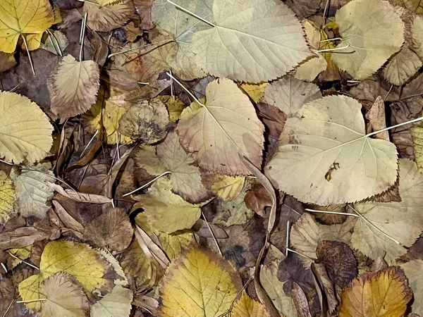Laubwiese Fällt Herbst Hochwertiges Foto — Stockfoto