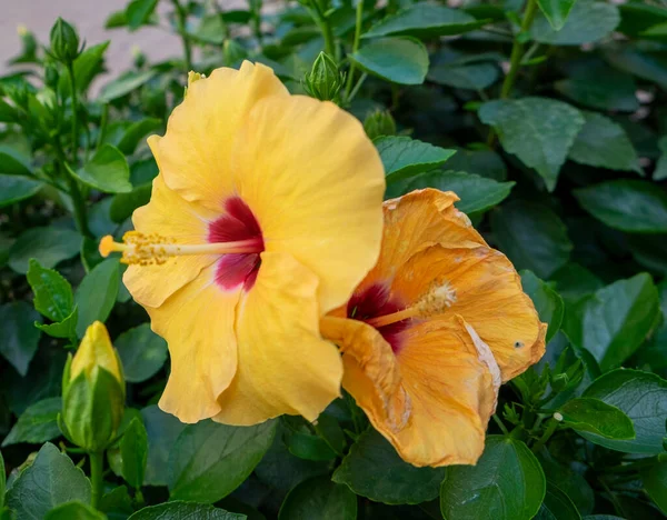 Жовтий Гавайський Гібіскус Саду Високоякісна Фотографія — стокове фото