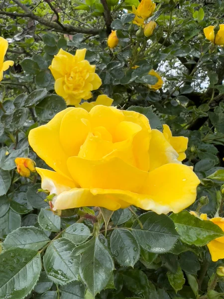Rose Floribunda Freesia bahçe sarı gül çiçeği. Yüksek kalite fotoğraf