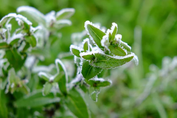 Folhas Verdes Ramos Arbustos Congelados Inverno Foto Alta Qualidade — Fotografia de Stock