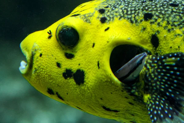 yellow puffer fish in community aquarium lethal poison fish . High quality photo