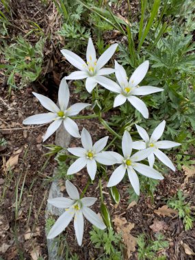 Zephyranthes Candida Yağmur Zambakları yeşil çayırda. Yüksek kalite fotoğraf
