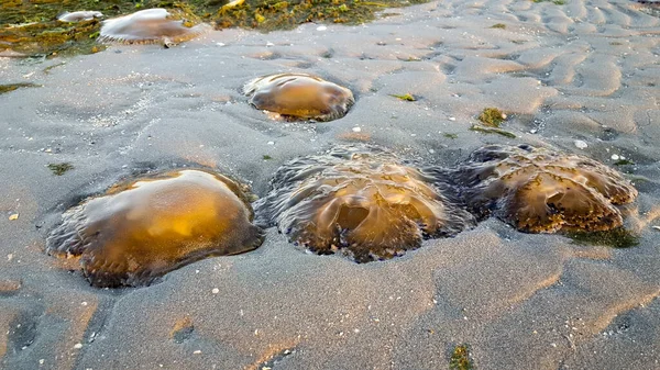 Cotylorhiza Tuberculata Casiopea Mediterranea Encuentra Playa Del Mar Adriático Italia — Foto de Stock