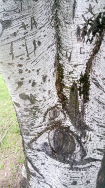 Çocuk çizimleriyle işlenmiş bir huş sandığı. Yüksek kalite fotoğraf