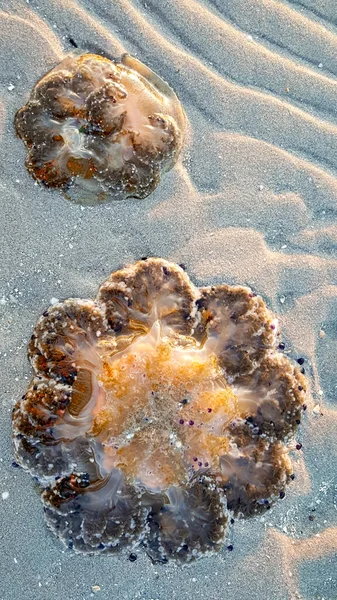 在意大利亚得里亚海的海滩上 科蒂罗希萨 塔克拉拉塔 Cotylorhiza Tutuberculosis Ata 或卡西奥皮亚 拉尼亚 Cassiopea Naquranea — 图库照片