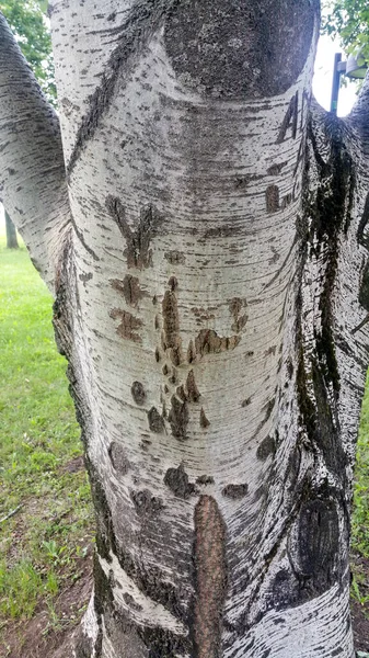 Çocuk çizimleriyle işlenmiş bir huş sandığı. Yüksek kalite fotoğraf