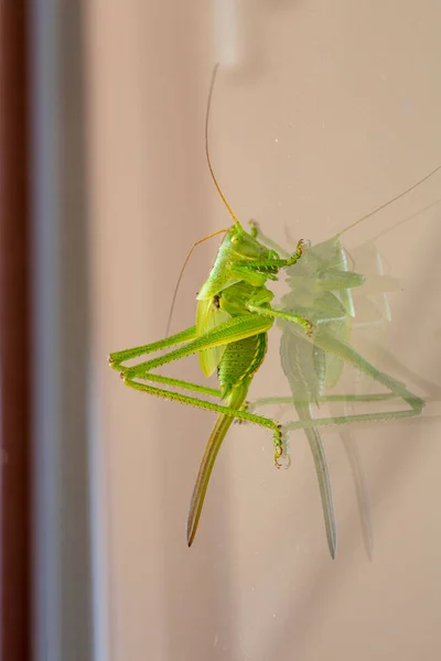 Gran Saltamontes Verde Ventana Foto Alta Calidad — Foto de Stock