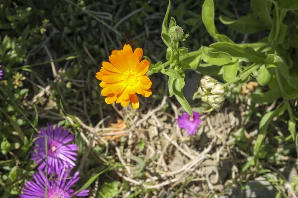 庭のハーブのオレンジマリーゴールドの花は カレンダーの花びらを摘み取りました 高品質の写真 — ストック写真