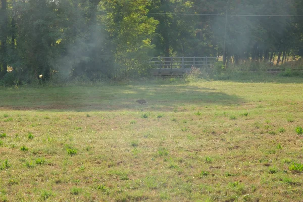 Tavşan çim tarlasında koşuyor. Yüksek kalite fotoğraf