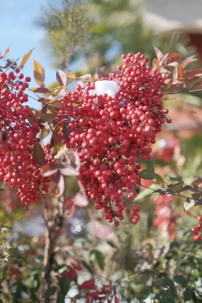 Vista Cerca Una Planta Celestial Bambú Nandina Con Racimos Bayas — Foto de Stock