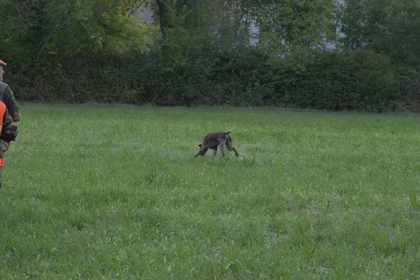 Jagdszene Mit Hund Kurzhaar Und Jäger Hochwertiges Foto — Stockfoto