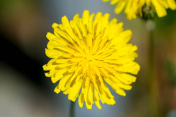 Beautiful Blossomed Dandelion Flower Green Meadow High Quality Photo — Stock Photo, Image