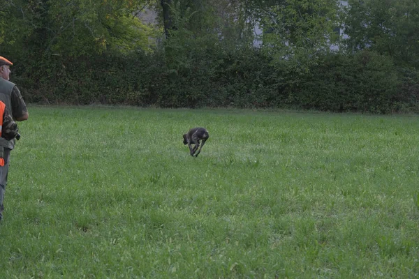 和Kurzhaar的狗和猎人一起打猎的场景 高质量的照片 — 图库照片