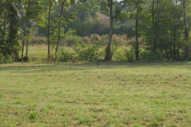 Tavşan çim tarlasında koşuyor. Yüksek kalite fotoğraf