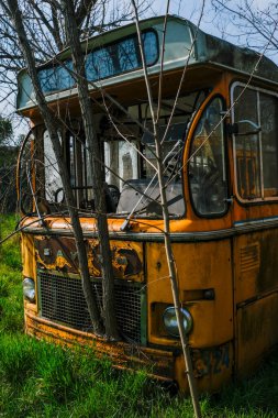 abandoned school bus tram bus interior with leaves branches vegetation. High quality photo