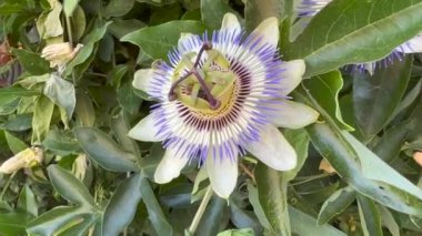 Arı tozlamalı tutku çiçeği. Yüksek kalite 4k görüntü