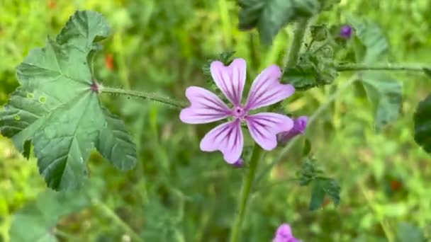 Violet Common Mallow Flower Cheeses High Mallow Tall Mallow Italy — Stockvideo
