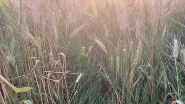 Batan Güneşin Işığında Olgunlaşmış Buğday Kulakları Yüksek Kalite Görüntü — Stok video