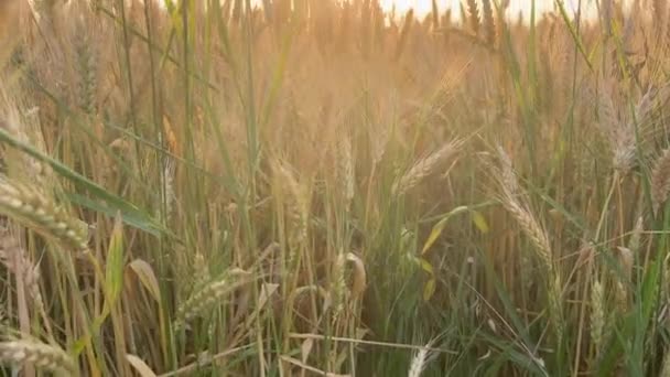 夕日の光の中で小麦の熟した耳 高品質4K映像 — ストック動画