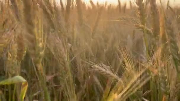 夕日の光の中で小麦の熟した耳 高品質4K映像 — ストック動画