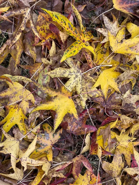 Tapis Feuilles Jaunes Rouges Automne Photo Haute Qualité — Photo