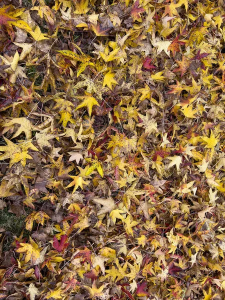 Tapijt Van Gele Rode Bladeren Herfst Hoge Kwaliteit Foto — Stockfoto