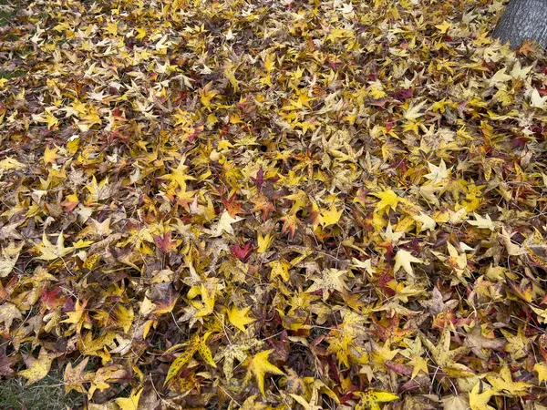 Dywan Żółtych Czerwonych Liści Jesienią Wysokiej Jakości Zdjęcie — Zdjęcie stockowe