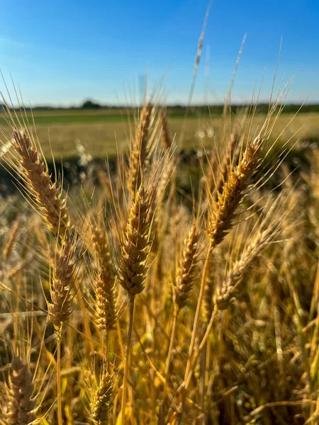 Ripe Wheat Sun Background High Quality Photo — Fotografie, imagine de stoc