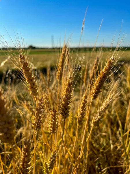 Ripe Wheat Sun Background High Quality Photo — Zdjęcie stockowe
