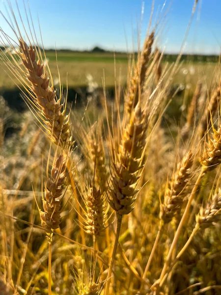 Ripe Wheat Sun Background High Quality Photo — 스톡 사진