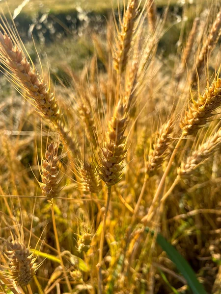 Ripe Wheat Sun Background High Quality Photo — Stock Fotó