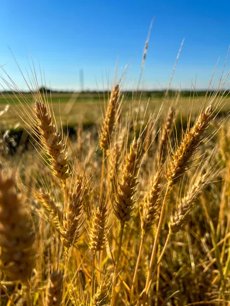 Ripe Wheat Sun Background High Quality Photo — Fotografia de Stock