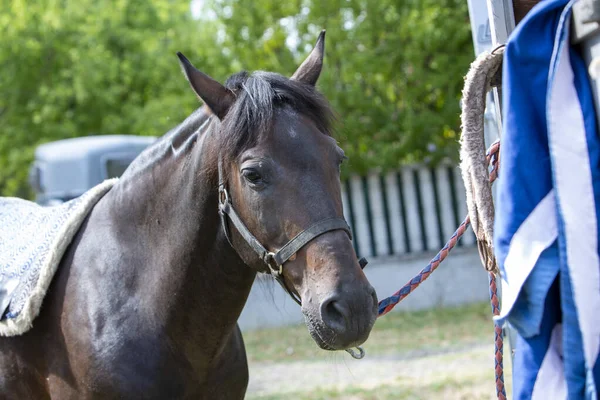 Belo Retrato Cabeça Cavalo Preto Com Arnês Foto Alta Qualidade — Fotografia de Stock