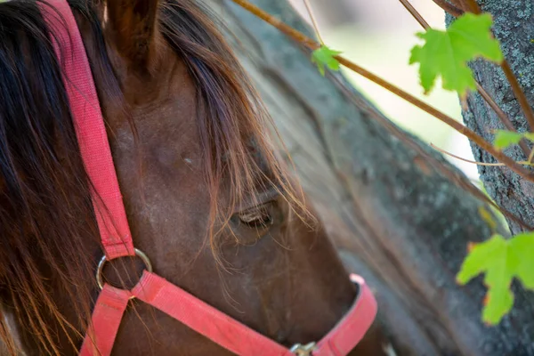 beautiful portrait of brown horse head with harness. High quality photo