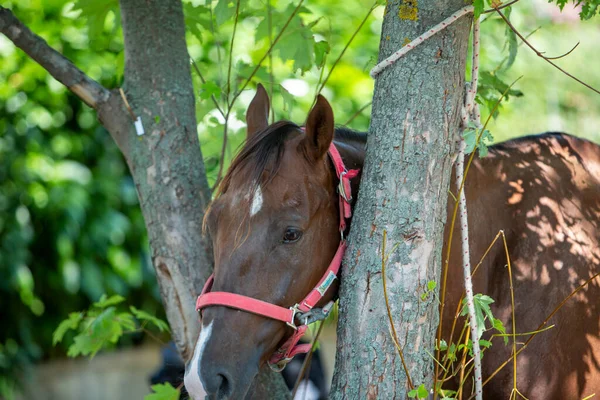 Belo Retrato Cabeça Cavalo Marrom Com Arnês Foto Alta Qualidade — Fotografia de Stock