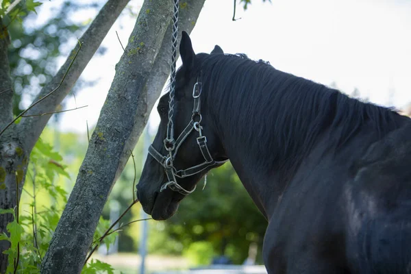 Belo Retrato Cabeça Cavalo Preto Com Arnês Foto Alta Qualidade — Fotografia de Stock