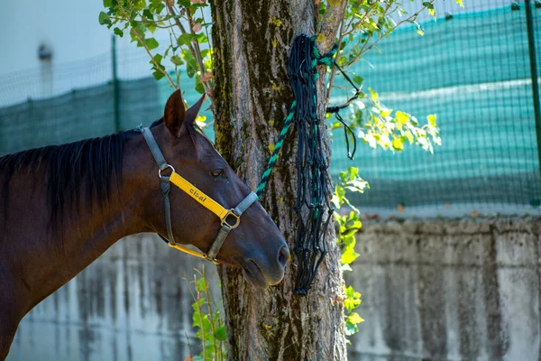 Krásná Hlava Černého Koně Postrojem Kvalitní Fotografie — Stock fotografie