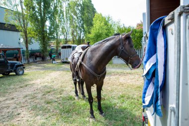 Koşumlu siyah at kafasının güzel portresi. Yüksek kalite fotoğraf