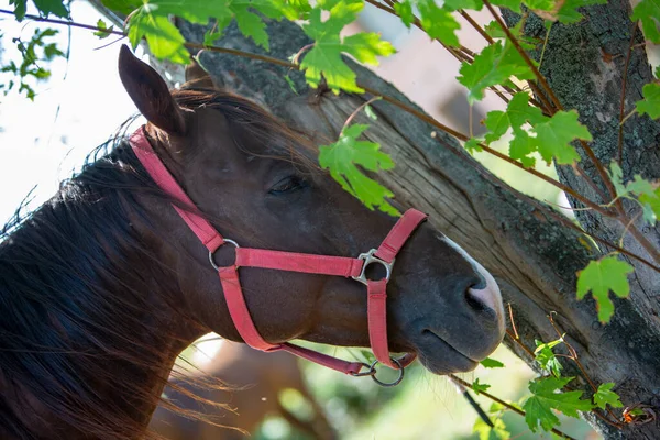 beautiful portrait of brown horse head with harness. High quality photo