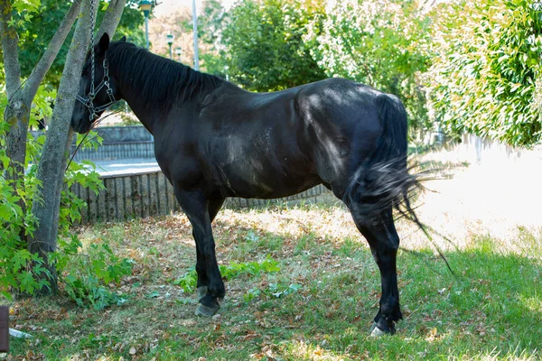 Bella Testa Cavallo Nera Con Imbracatura Foto Alta Qualità — Foto Stock