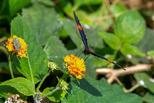 Closeup Butterfly Black Wings Red Spots Foto Alta Qualidade — Fotografia de Stock