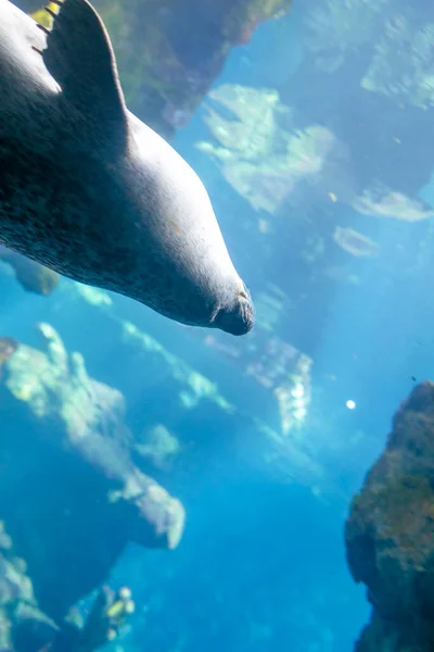 Phoca Vitulina Common Seal Large Zoo Water Park High Quality —  Fotos de Stock