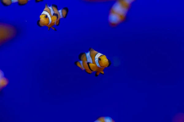 Clownfish Akwarium Koralowcami Anemonami Wysokiej Jakości Zdjęcie — Zdjęcie stockowe